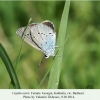 cupido osiris georgia female